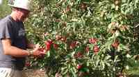 Knapton's Raspberries, Pumpkins & Orchard