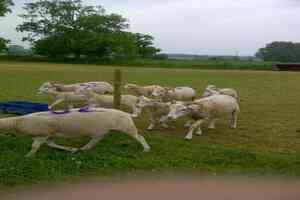 Lingwood Care Farm