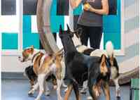 Central Bark Doggy Daycare and Grooming Spaw