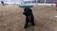 Paw Z Tracks Dog Agility Training