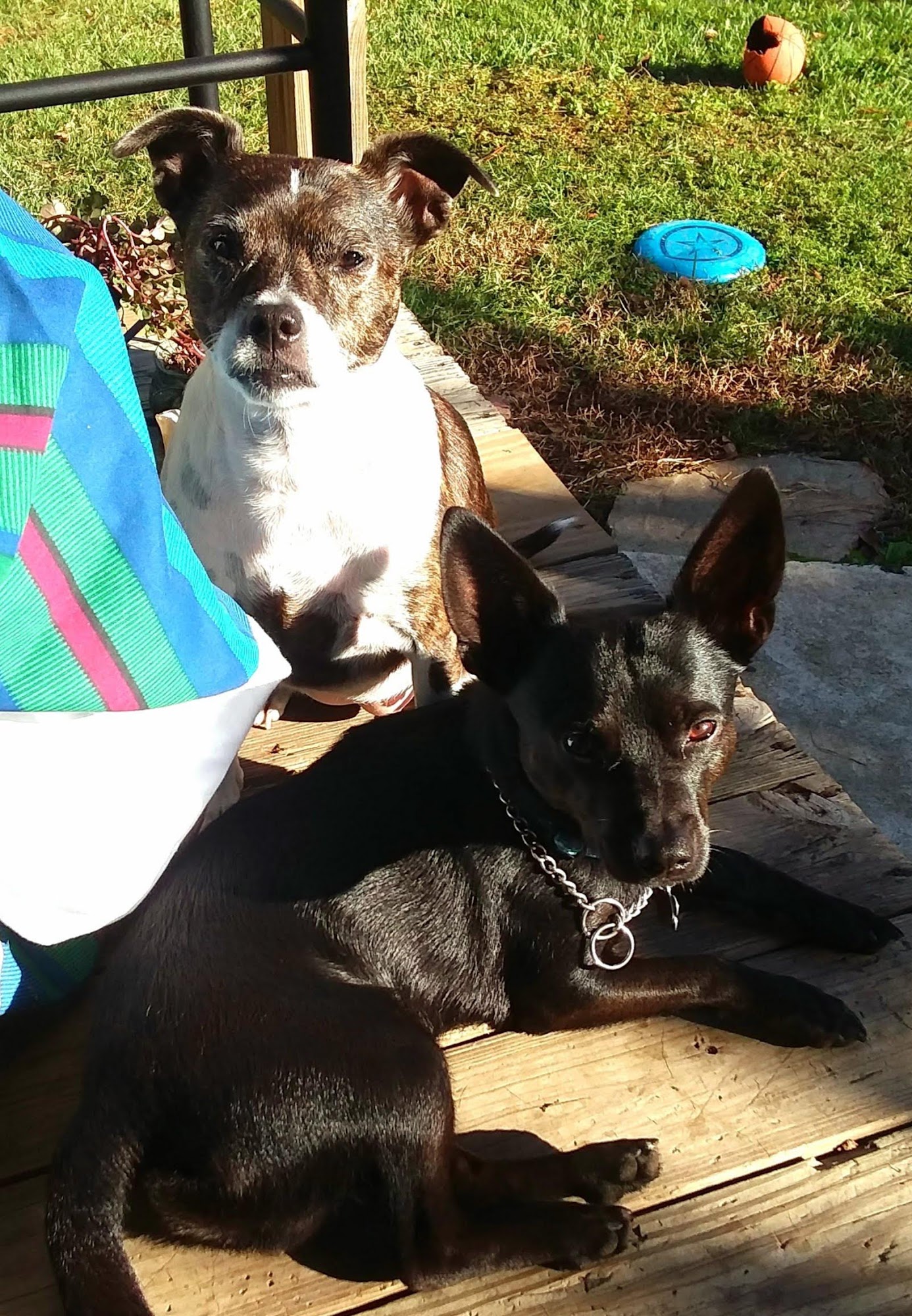 BARR SKYLINE VET HOSPITAL Mobile AL Hours, Directions, Reviews