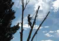Arizona North Tree Service