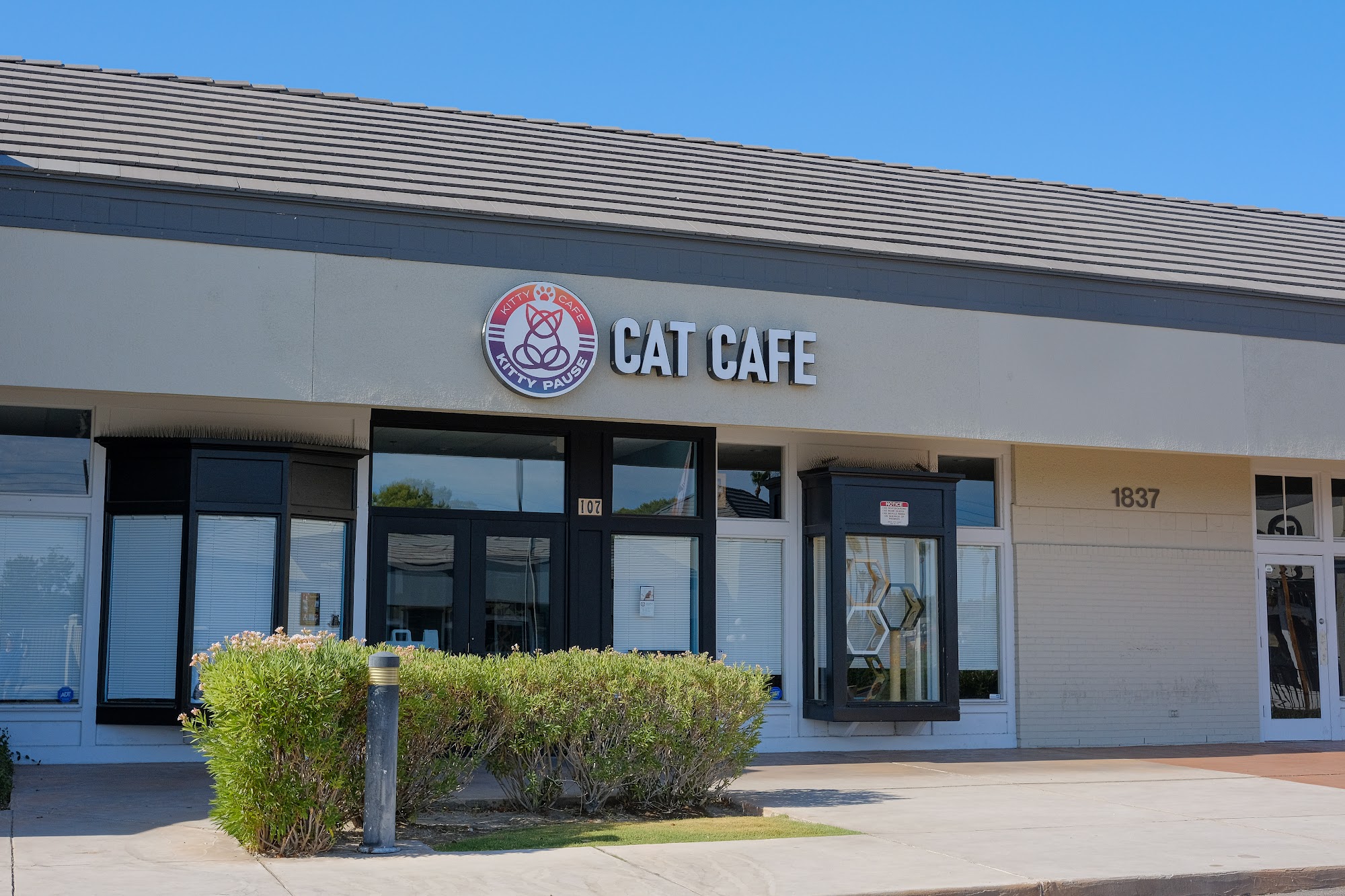 Kitty Pause Kitty Café