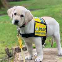 Pacific Assistance Dogs
