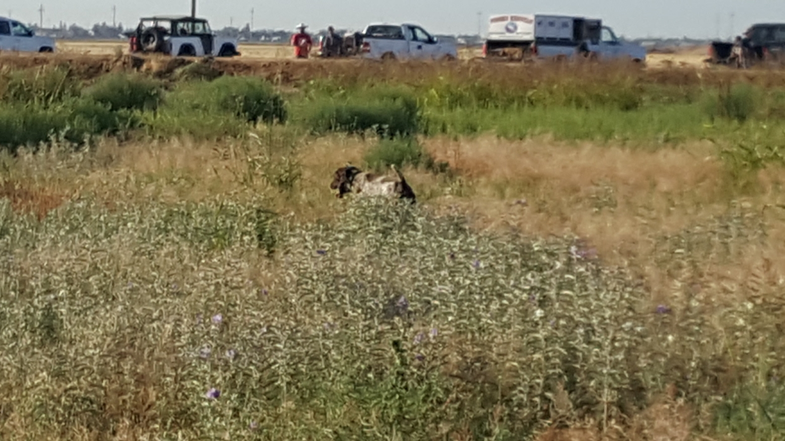 Fongeo Kennels Bakersfield