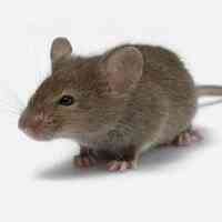 Innovative Pest Management