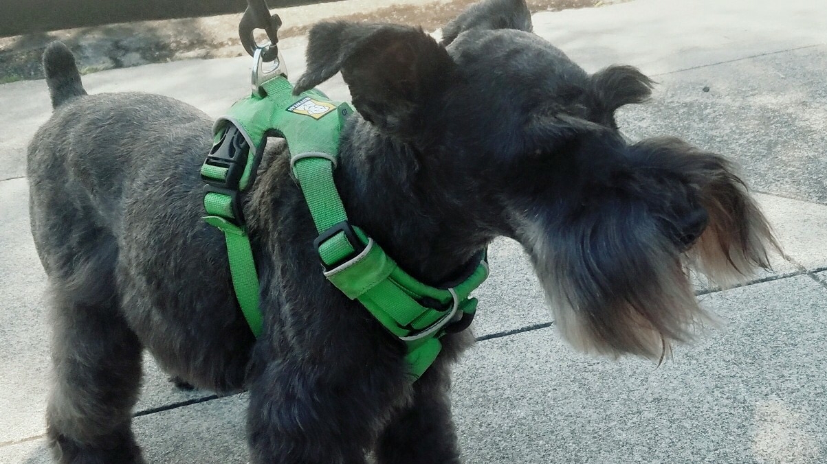 Doggy Details Granite Bay