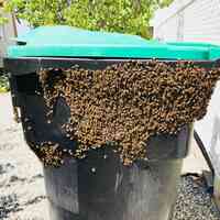 BeeSmart Bee Removal