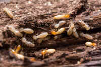 Tanler Termite and Pest Control Laguna Hills