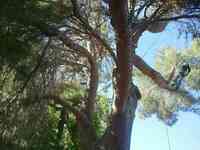 Valley Green Tree Services