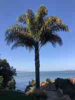 Golden Gate Palms