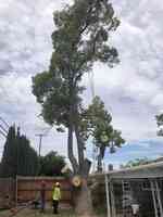 Sierra Valley Tree Services