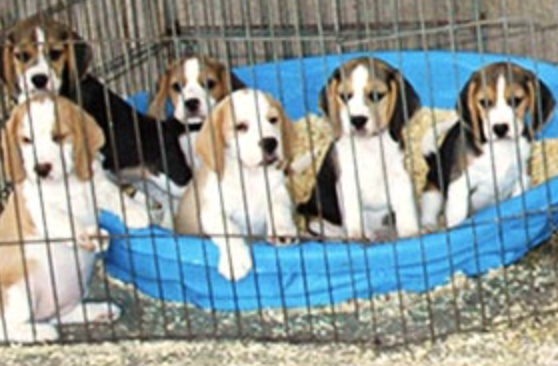 California Sunshine Beagles San Bernardino
