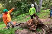 The Urban Arborist