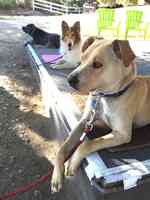 Reel Dog Professional Animal Training & Rentals