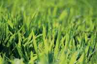 Santa Cruz Artificial Grass