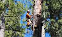 McKellar Tree Service and Logging, Inc.