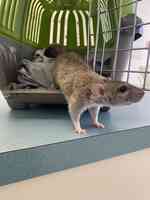 Capri Plaza Pet Clinic