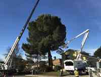 A & T Arborists is now 4G Tree