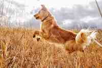 InClover Research Pet Supplements