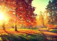 Autumn Tree, Lawn & Landscape
