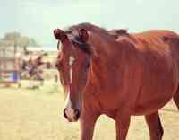 Colorado Horse Rescue