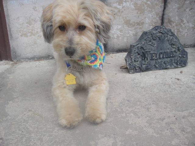 Nancy's Paws & Claws Pueblo
