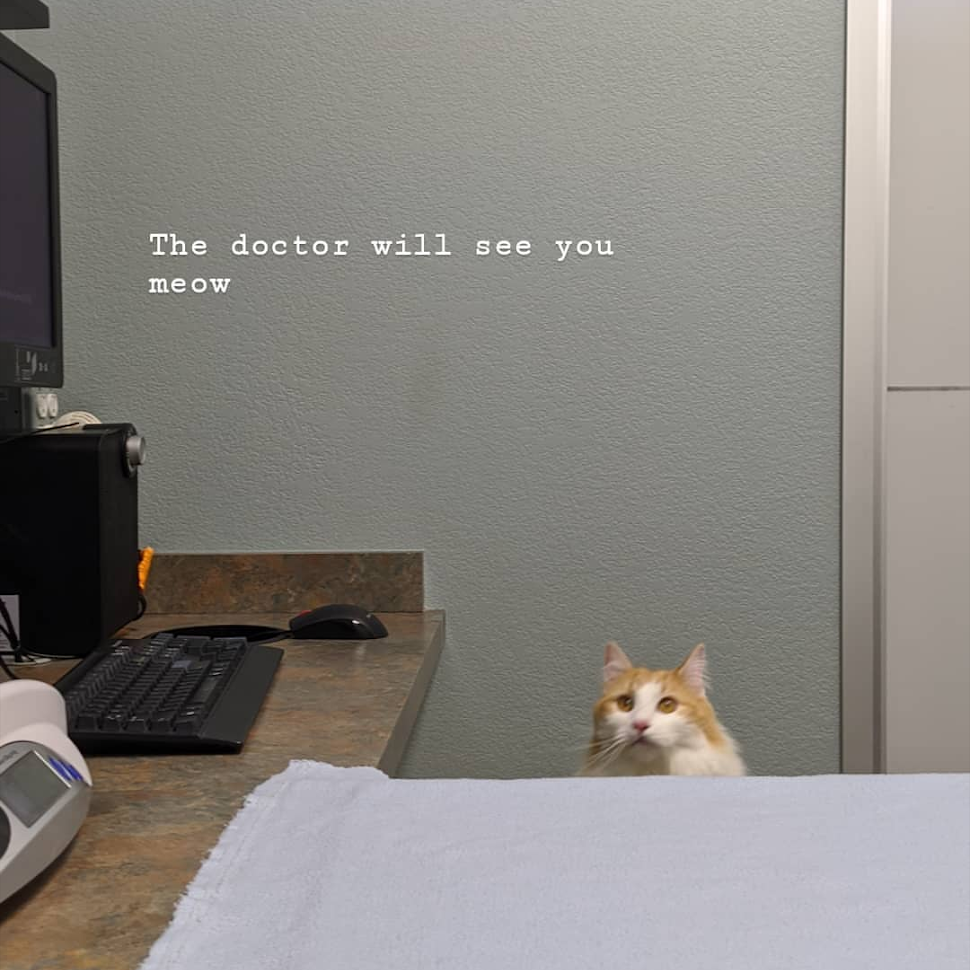 Freshwater Veterinary Hospital Enfield