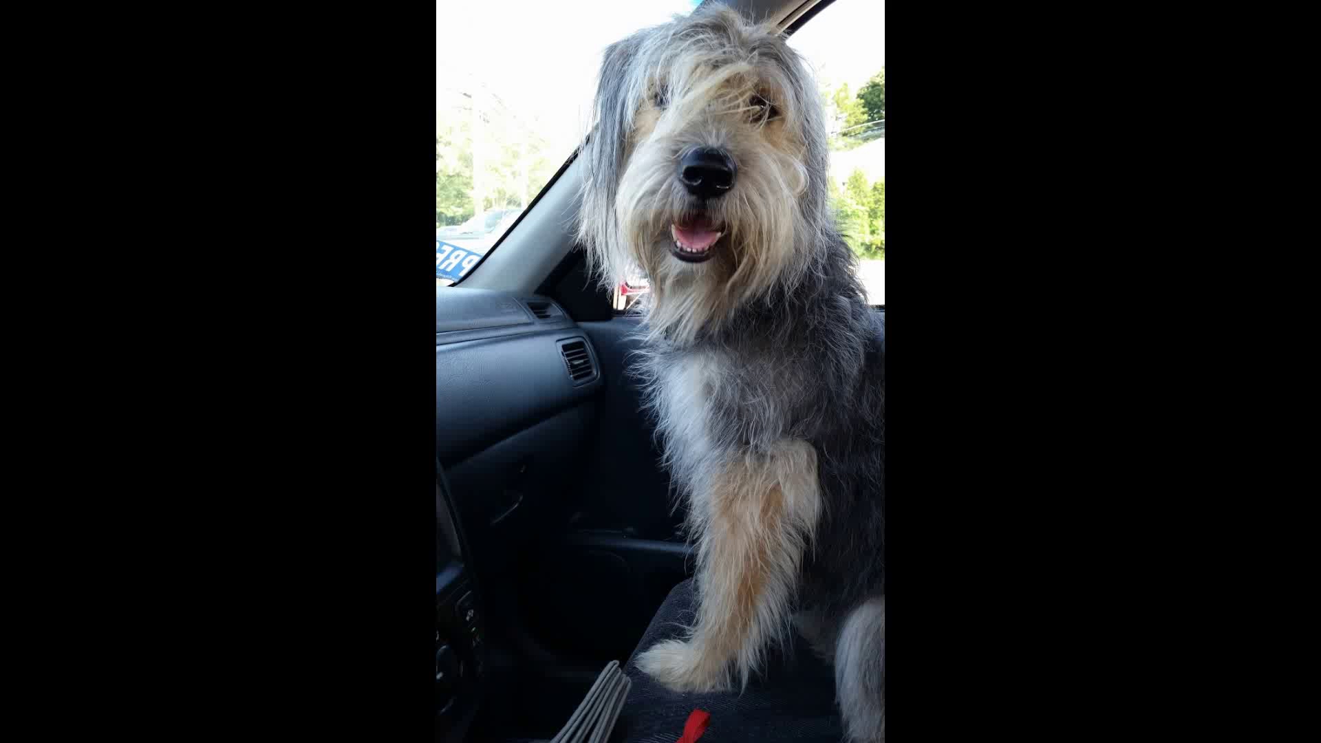 Zoey Girl Pet Services Orange