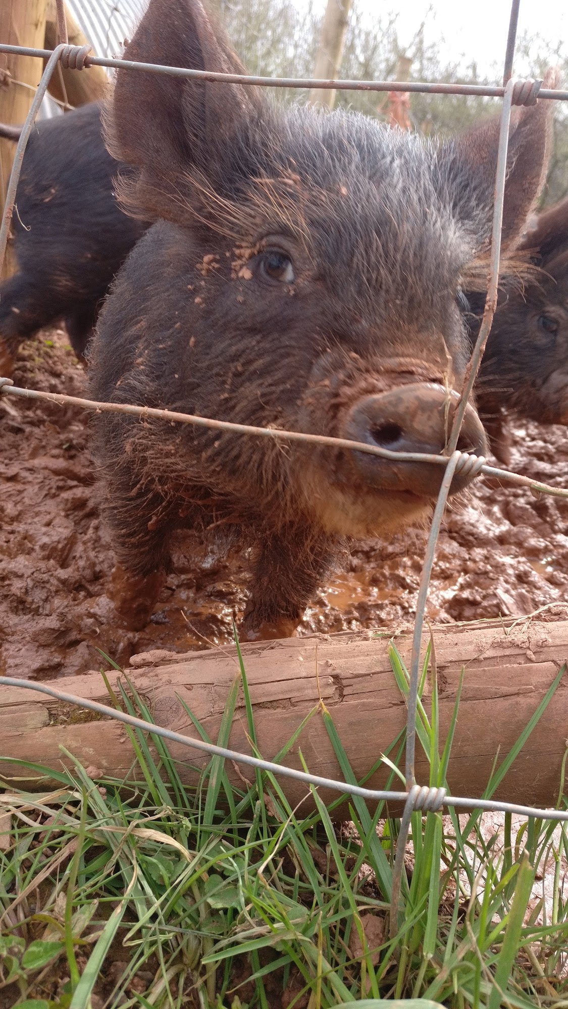 Torbay Coast & Countryside Trust