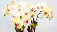 Orchids paradise