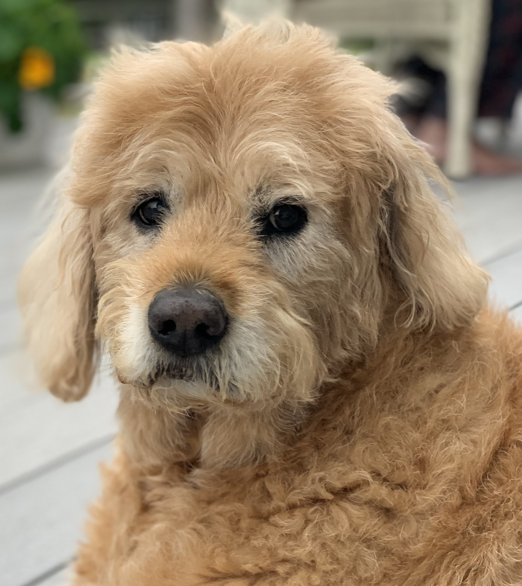 Bay Lake Labradoodles Orlando