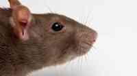Rats to Bats Pest & Wildlife Control