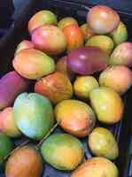 Tropical Acres Farms, Inc - Mangoes, Avocados, Sapodillas & Mangos Trees