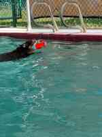 Hip Dog Canine Hydrotherapy