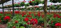 Sanderlin Greenhouses