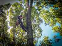 Peachtree Arborists | Tree Service Network