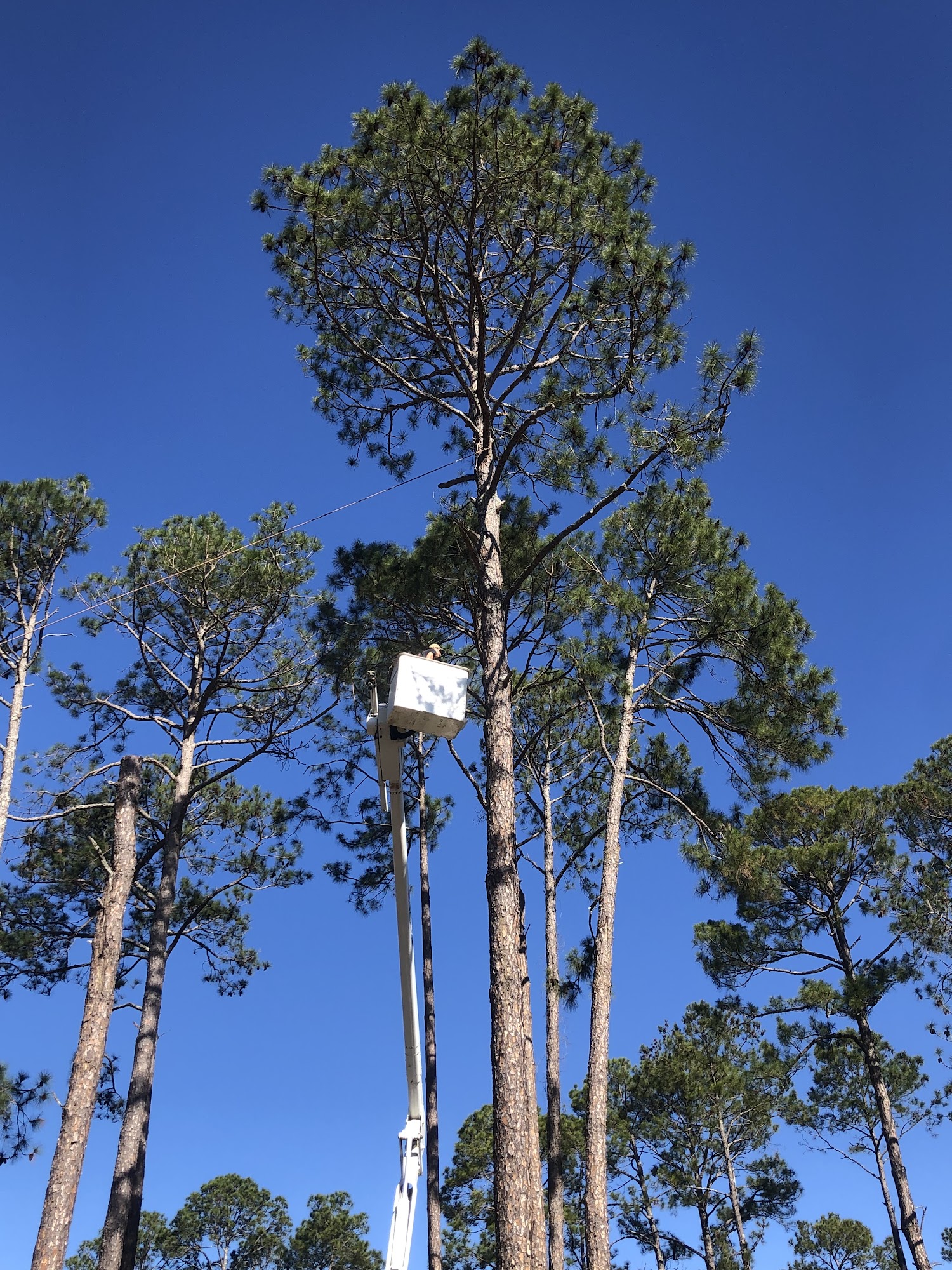 Elite Tree Solutions 245 Johnny Aultman Rd, Sylvester Georgia 31791