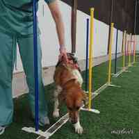 Sirius Dog Agility Training Center
