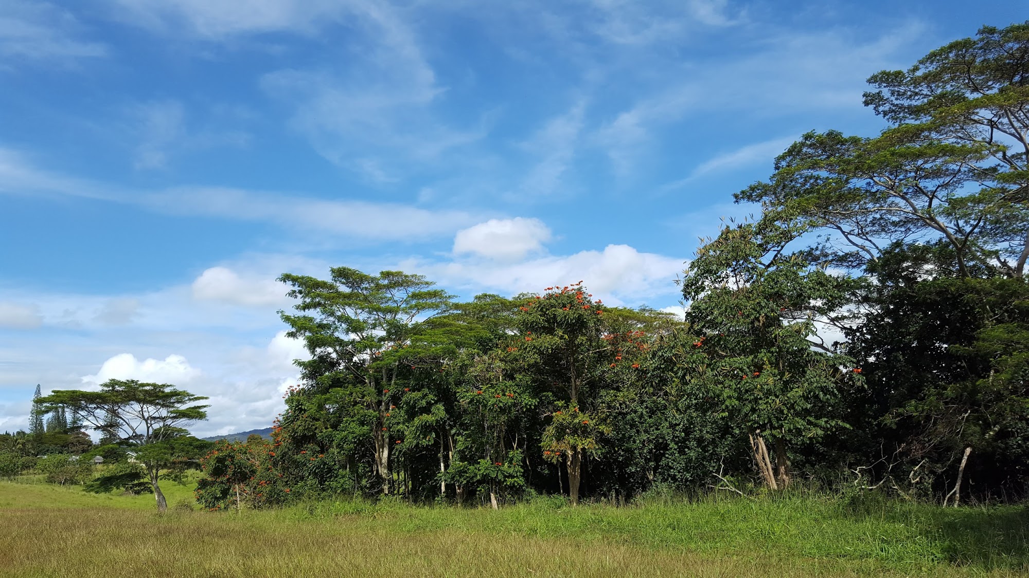Paradise Bloom Landscaping