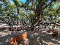 Banyan Tree Fine Art Gallery