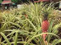 Dole Plantation