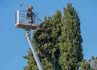 The Grand Strand Tree Service