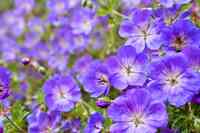 Country Landscapes - North Liberty