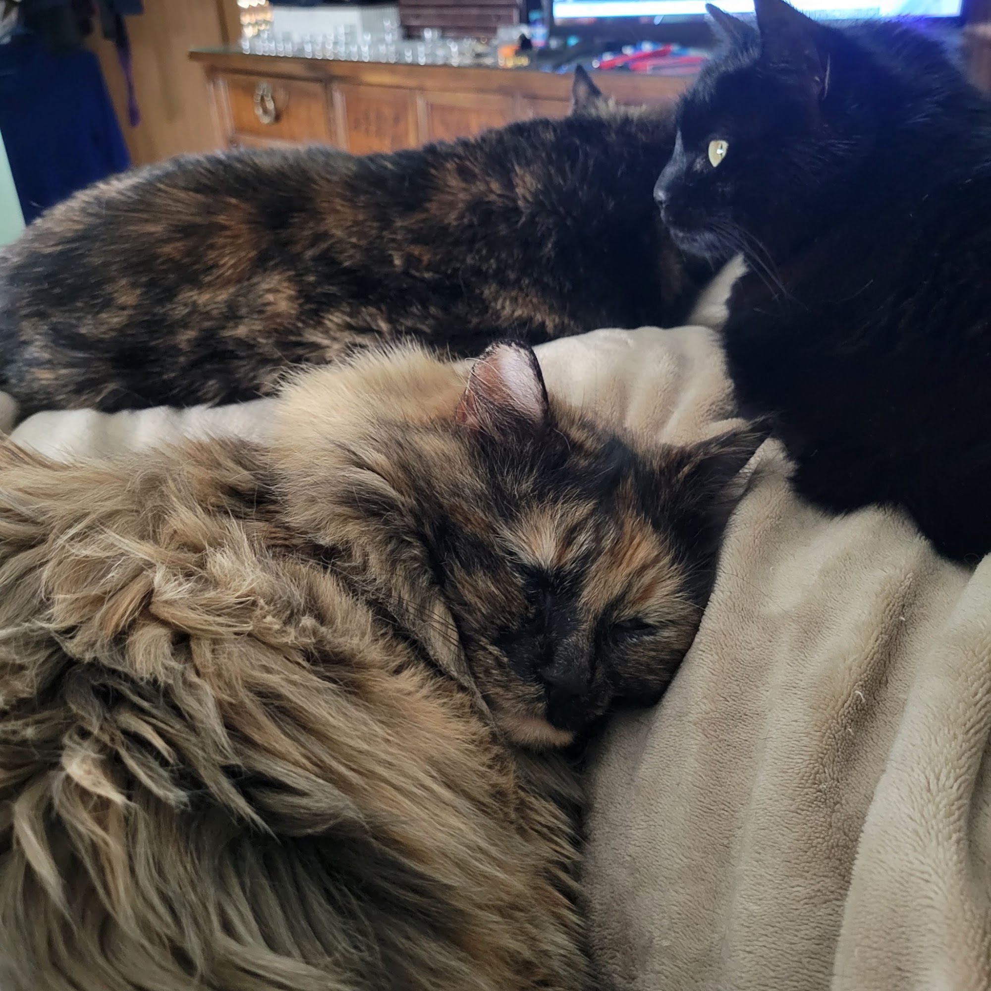 Northern Illinois Animal & Bird Hospital Cary