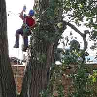 Midway Tree Service