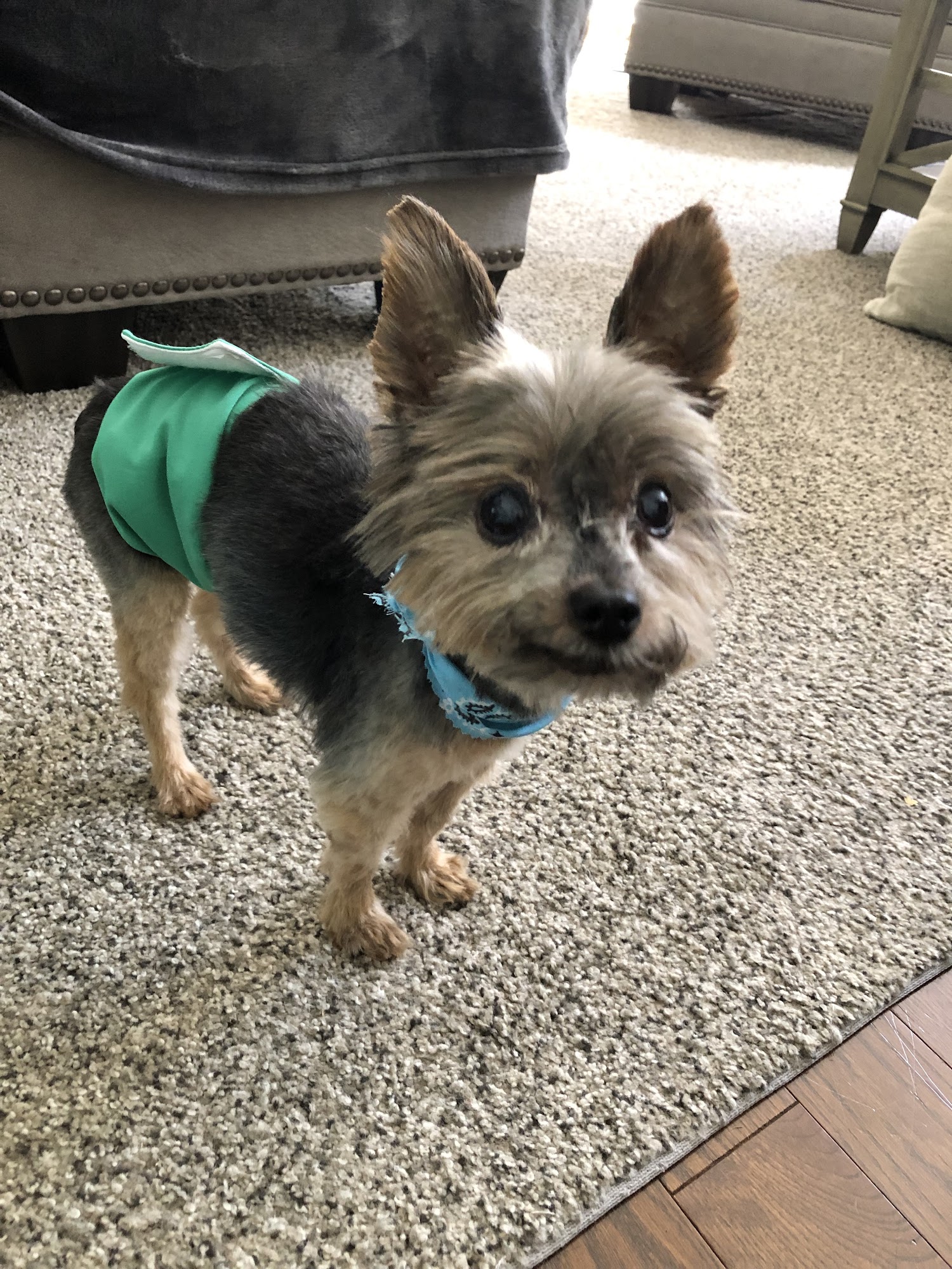 Jude's Dog Grooming Waterloo