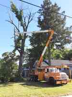 Action's Tree Service