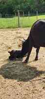 Veterinary Care & Consultation