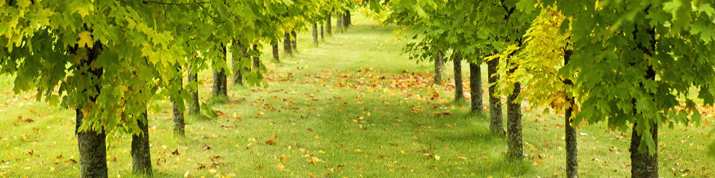 Mark Temple Tree Service